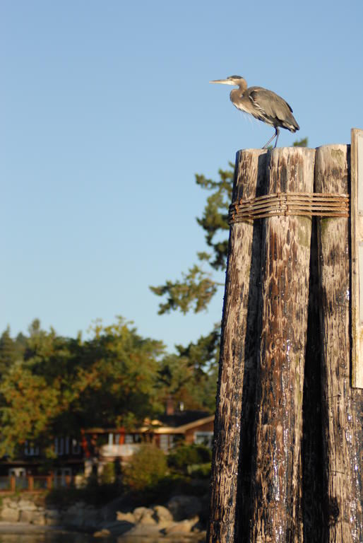 Galiano Oceanfront Inn & Spa Sturdies Bay Екстериор снимка